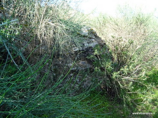 Ponte romano Pietralunga